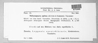 Melampsora epitea image